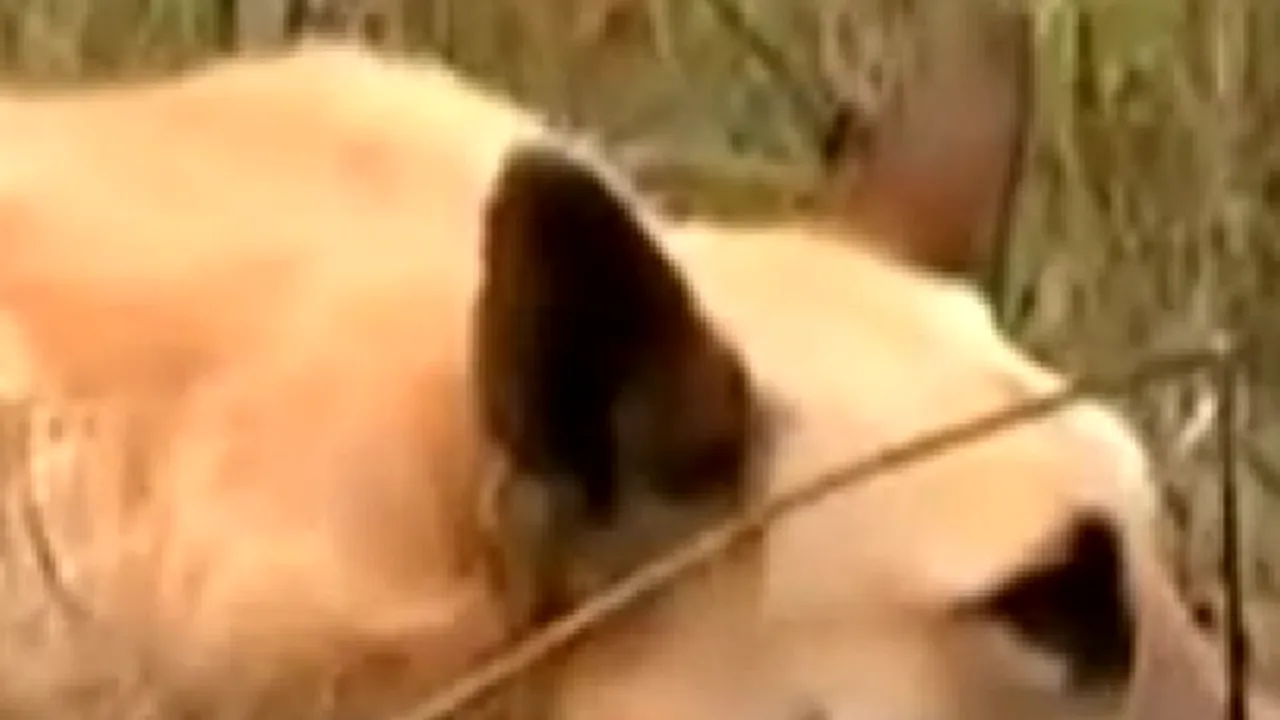 IMAGINI IMPRESIONANTE: Gestul unui câine îi emoţionează pe oameni: nu şi-a părăsit partenera care a murit - VIDEO 