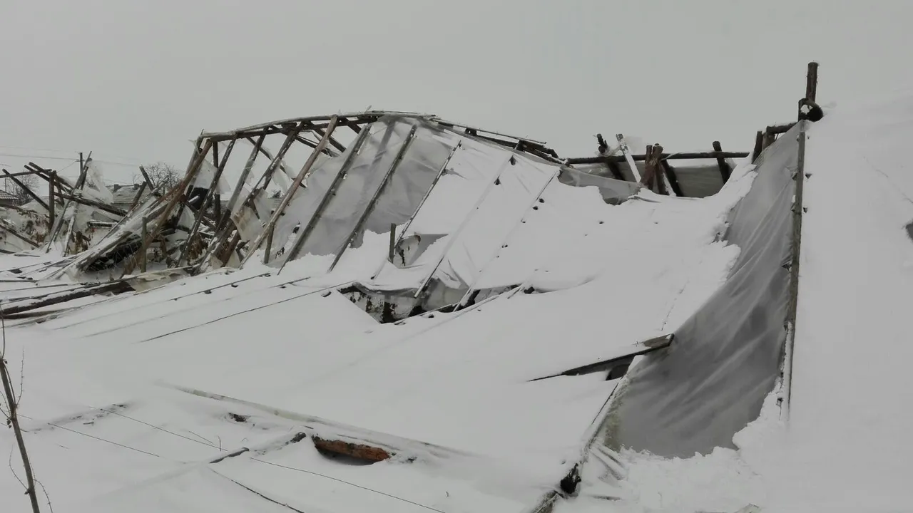 GALERIE FOTO Hectare întregi de solarii distruse de viscol, în Constanţa