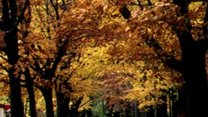 Parlamentul va înfiinţa o comisie de anchetă privind Parcul Bordei