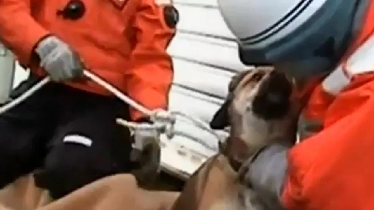 Câine salvat în largul coastelor nipone, la trei săptămâni după cutremurul din Japonia - VIDEO