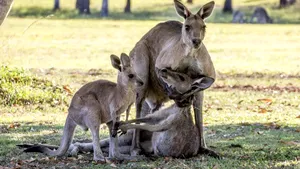 Momentul în care un cangur mascul îşi ridică partenera pentru a mai vedea o dată puiul înainte de a muri. „A jelit precum un om”