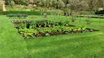Floarea care acționează ca insecticid în grădina ta de legume. Apreciată în Spania și utilizată în România în scopuri medicinale