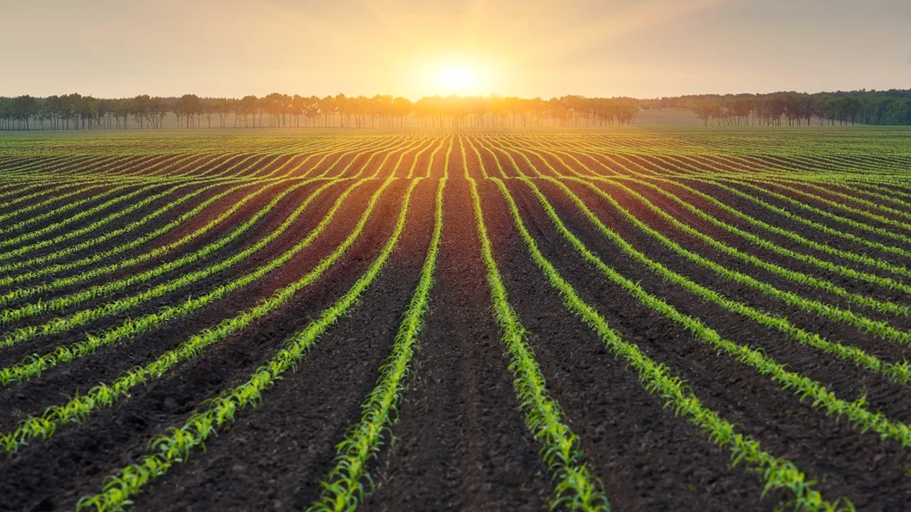 Soluţii de pionierat pentru o agricultură sustenabilă prin reducerea pierderilor de azot