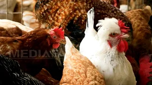 România a sacrificat în ianuarie animale şi păsări mai multe şi mai grase faţă de ianuarie 2014