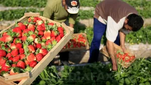Un fermier din Franţa a contractat 25 de români să culeagă căpşuni, dar s-au blocat pe drum. Ce probleme are cu muncitorii francezi