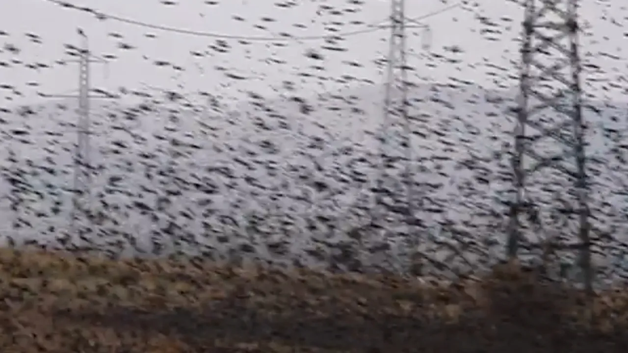 IMAGINI spectaculoase: Un stol masiv de grauri, surprins în Parcul Naţional Munţii Măcinului | VIDEO