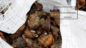 Acţiune în Delta Dunării şi pe mare pentru prevenirea braconajului. 17 tone de rapane, confiscate