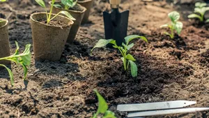 Patru legume pe care să le plantezi în septembrie și care vor fi gata de cules până la sfârșitul anului