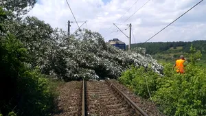 Circulaţie feroviară blocată pe Magistrala 400, din cauza unor copaci căzuţi pe calea ferată. Trenurile au fost oprite şi între Arad şi Simeria