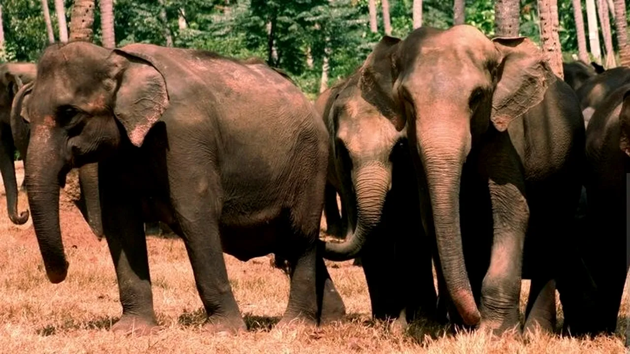 Un număr record de elefanţi au murit în Sri Lanka anul trecut