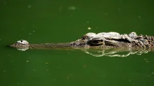 Rămăşiţele unui bărbat care a dispărut în timp ce pescuia, găsite într-un crocodil 