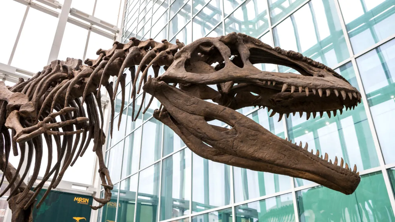 O fosilă uitată într-un sertar timp de 40 de ani s-a dovedit a fi primul os de dinozaur din Antarctica