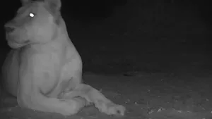 Un leu a fost văzut într-o regiune din Ciad în care marile feline dispăruseră în urmă cu 20 de ani