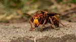 O insectă periculoasă din Orientul Mijlociu se răspândește în jurul Romei