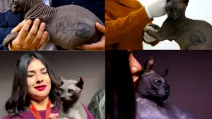 O pisică Sfinx tatuată de deţinuţii mexicani a fost salvată şi are nevoie de un nou cămin