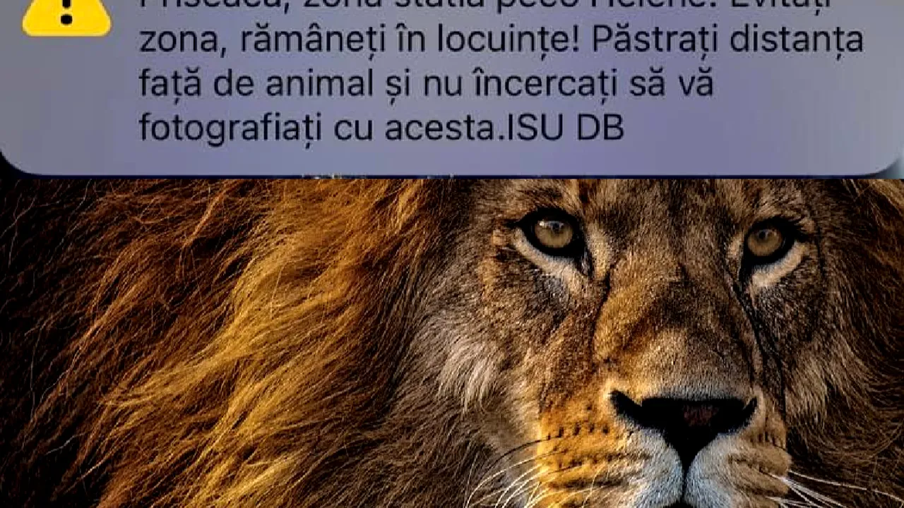 Mesaj Ro-Alert în Târgovişte: Un leu a fost văzut în apropierea oraşului