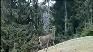 VIDEO Patrulă neobişnuită. Întâlnirea dintre jandarmii bistriţeni şi câteva căprioare