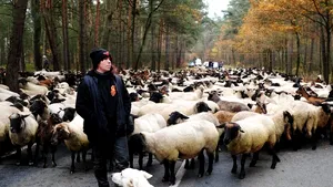 Turme de oi şi capre la un protest al militanţilor ecologişti din Germania