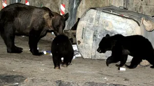 Bariere cu ultrasunete împotriva urşilor gunoieri, la Braşov