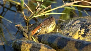 Un șarpe anaconda a fost descoperit pe malurile Dunării. O femeie de 66 de ani a alertat poliția
