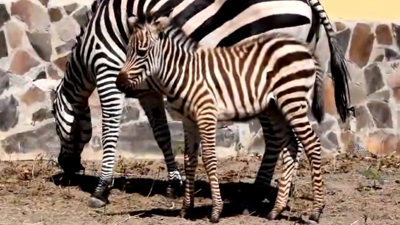 Primul pui de zebră născut la Zoo Braşov. Turişii, invitaţi să îi aleagă un nume