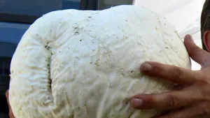 O ciupercă uriașă, înaltă de jumătate de metru, a fost descoperită în China. Localnicii o consumau fără să știe ce este