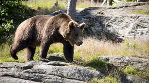 Urşii au apărut în două localităţi din Prahova 