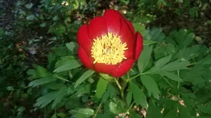 O floare rară a înflorit în România şi rămâne aşa doar 10 zile. Unde poate fi admirată