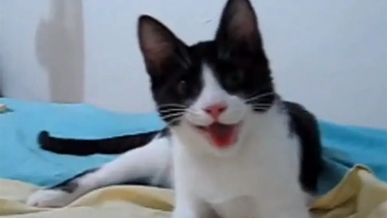 Tifa, felina cu dublă personalitate: 