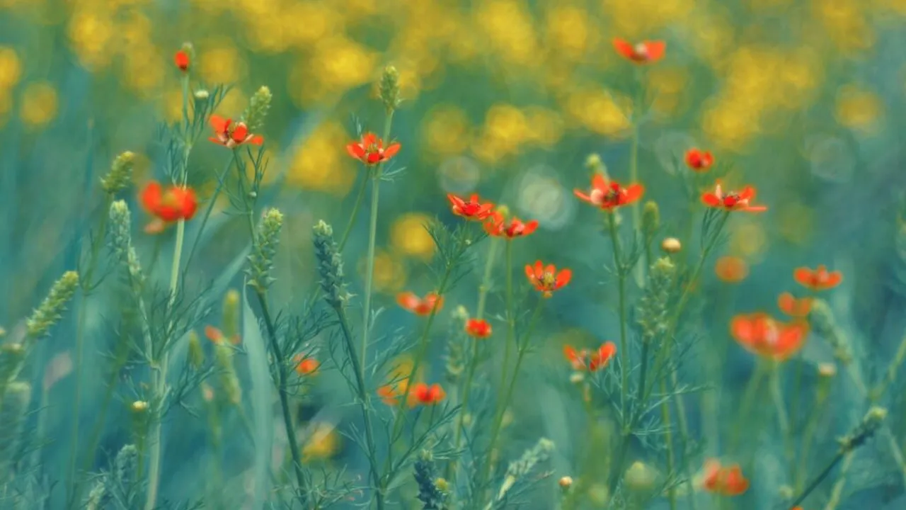 ANM anunță cum va fi vremea de 1 mai: Vești bune pentru români