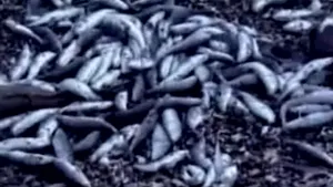 Peste două tone şi jumătate de peşti morţi au fost strânse de pe plajele litoralului - VIDEO