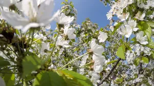 Prognoza meteo: Soare din plin ziua, nori şi ploi noaptea. Cum va fi vremea de Florii