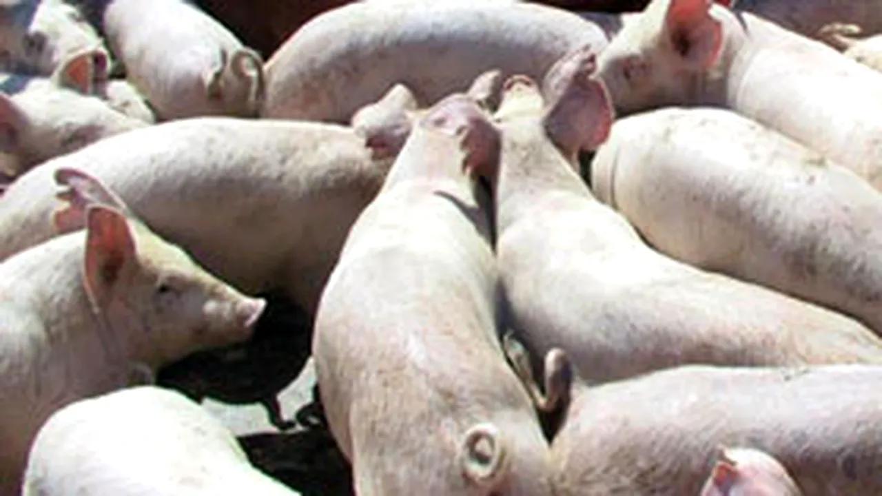 Preţul la carnea de porc nu va creşte de Crăciun - patronat