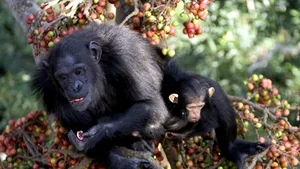 Comisia Europeană vrea să interzică experimentele pe primatele de talie mare