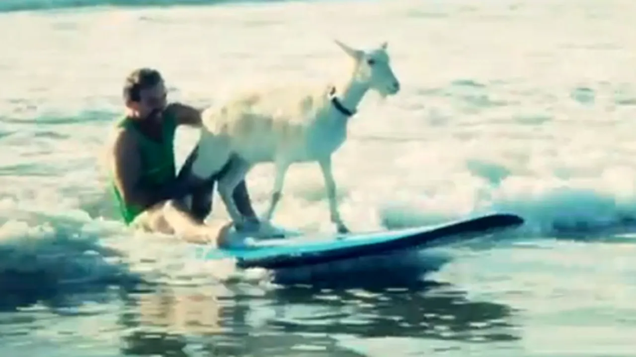 CAPRA care FACE SURF: Cum a învăţat să 