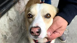 Primăria Capitalei oferă sterilizare gratuită pentru câinii de rasă comună. Unde te programezi