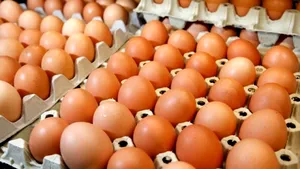 Ouăle revin în meniu. Un nou studiu demonstrează că nu există legătură cu obezitatea în cazul unui consum moderat