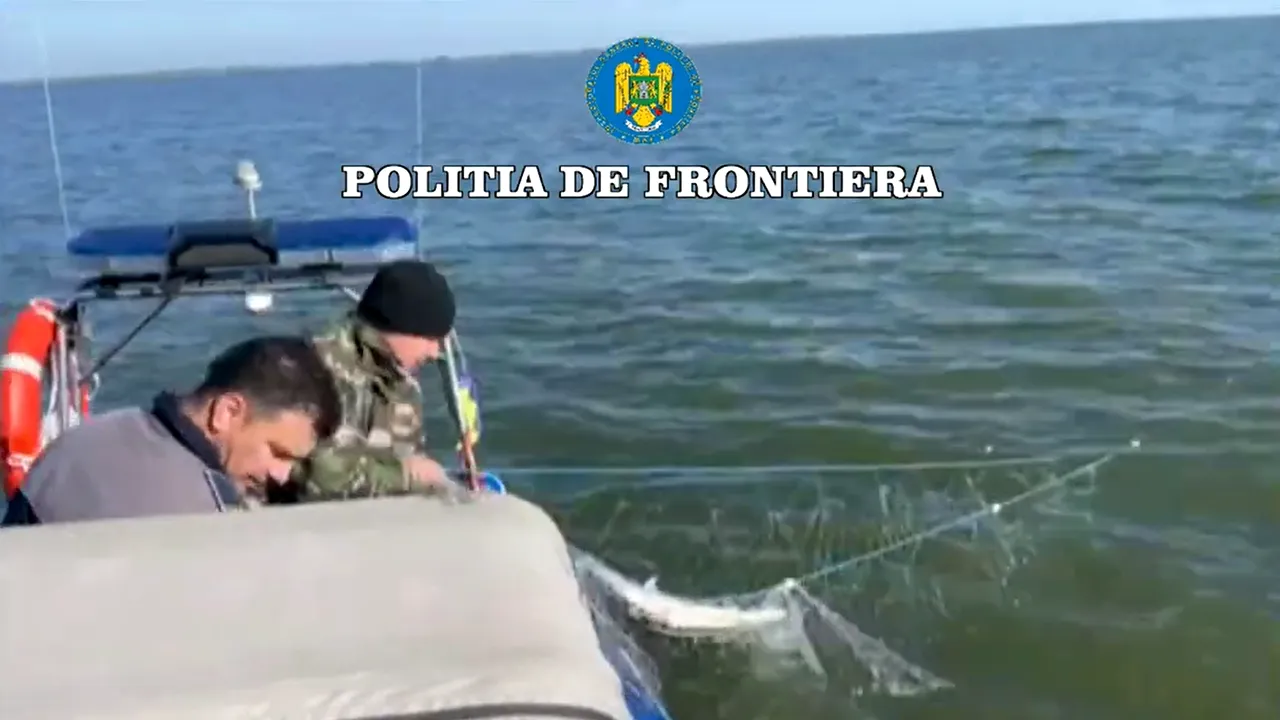 Cinci sturioni capturaţi de braconieri au fost eliberaţi în apă de poliţiştii de frontieră