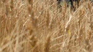 Producţia de grâu a scăzut la jumătate faţă de 2006