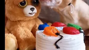 Un căţel gelos reacţionează nervos când „cineva” încearcă să guste din tortul pentru ziua sa de naştere, într-un video viral 