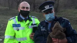 Pui de urs în căutarea mamei găsit pe marginea drumului, în judeţul Vrancea