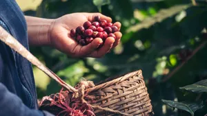 Cafea de specialitate single origin. Ce înseamnă și de ce e specială (P)