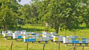 Ajutor de stat pentru apicultori: 12 euro pentru fiecare familie de albine