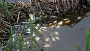 Aproape 40 de tone de peşti au murit din cauza asfixierii într-un iaz din judeţul Alba  