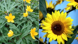 Cercetătorii au decis ce specii de plante trebuie salvate