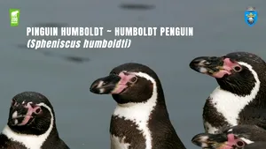 Singurul loc unde pot fi văzuți pinguini în România, de Ziua Mondială a Pinguinului