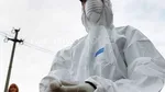 Focar de gripă aviară în Brazilia. Uniunea Europeană sistează importurile de carne de pui