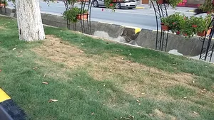 FOTO | Gazonul din centrul Sebeşului, care a costat cam cât cel de pe Naţional Arena, s-a uscat după două luni