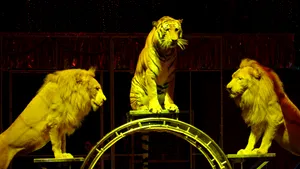 Conducerea Circului Metropolitan, sancţionată după ce pe reţelele sociale au apărut IMAGINI cu animale sălbatice ţinute afară, în cuşti