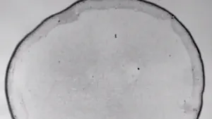 De ce petele de cafea formează aureole - VIDEO